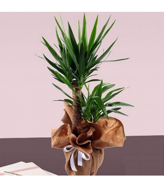 2 li Yucca Saksı Çiçeği